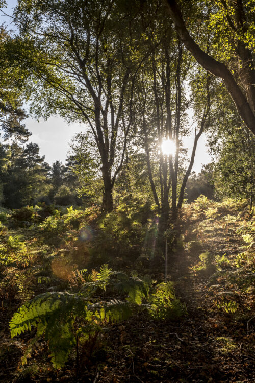 Water, Woods & Parks